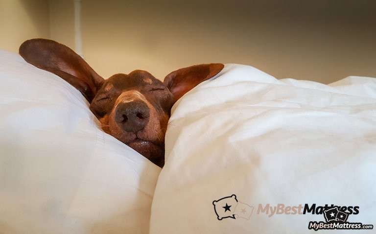 dog bed on bed