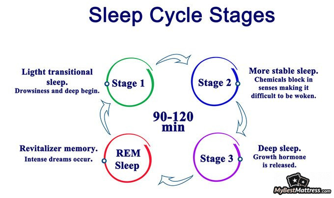 Stages of Sleep - Ultimate Guide To Different Sleep Cycles